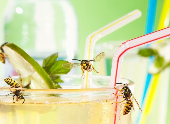 Guepes sur un verre avec boisson