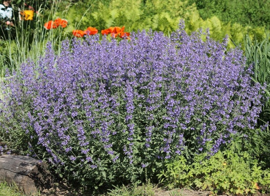 Nepeta