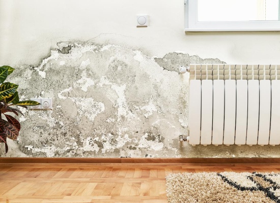 Comment prévenir la moisissure sur les murs ?