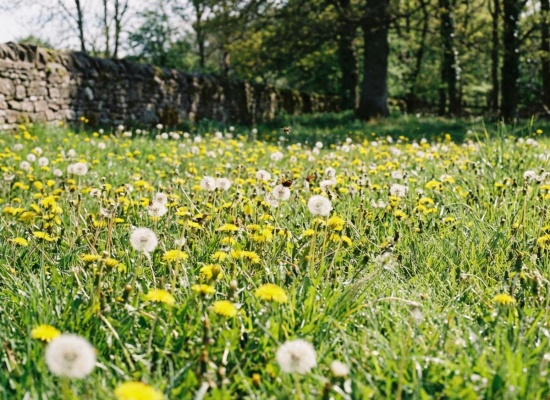pelouse envahie de pissenlits