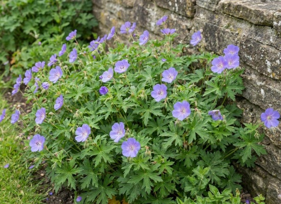 geranium vivace