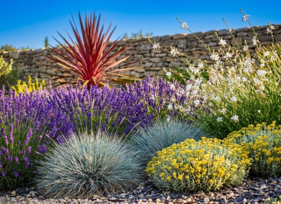 plantes sans arrosage