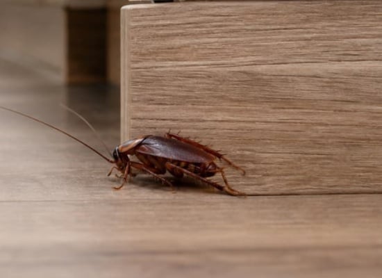 cafard blatte maison
