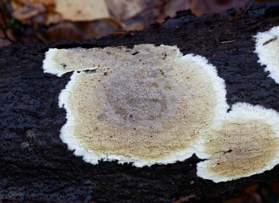 coniophore des caves