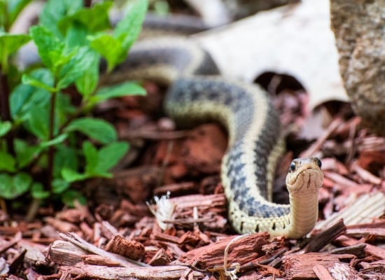 serpent dans votre paillis que faire dans cette situation ?