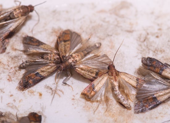 mites alimentaires