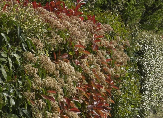 comment protéger votre jardin avec une haie de jardin