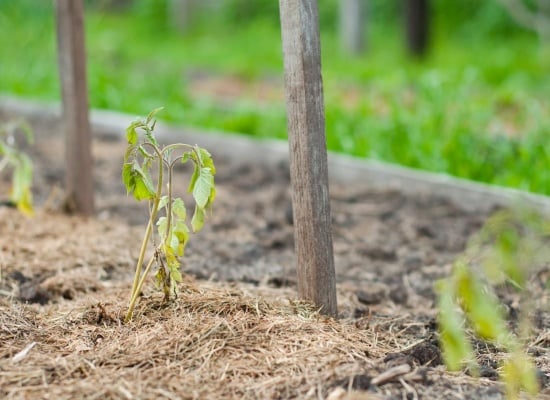 secheresse au potager
