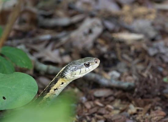 un serpent apparait dans votre jardin ? Comment s'en débarasser