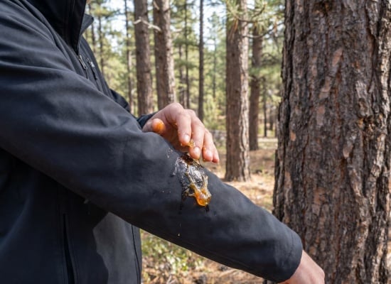 que faire lorsque vous avez de la seve de pin sur vos vetements