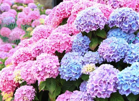 comment prendre soin des hortensia dans votre jardin 
