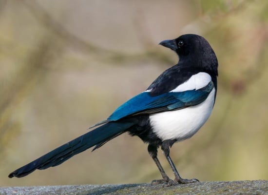 qu'est-ce que la présence de pie veut dire sur votre jardin ? 