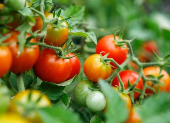 profitez de plants de tomates en bonne santé toute l'année