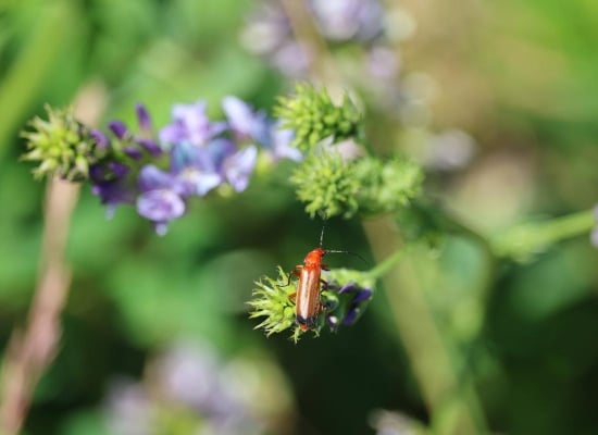 ce n'est pas un cafard mais un vrai allié de votre jardin 