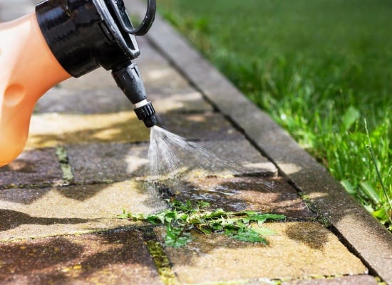 mauvaises herbes allée remède miracle comment procéder ?