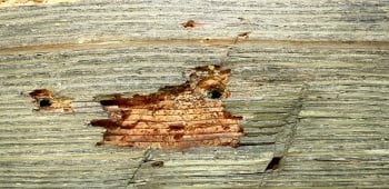 Traitement pour les charpentes en bois