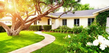 Arbre devant la maison
