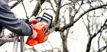 Prix de l'élagage d'un arbre