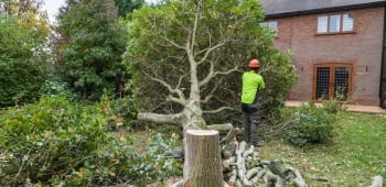 A-quelle-entreprise-confier-labattage-dun-arbre-ootravaux