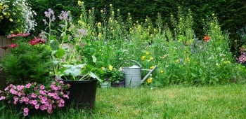 Quelles solutions pour adapter votre jardin au changement climatique ?