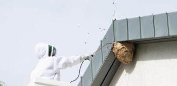 frelon-asiatique-expert-ootravaux