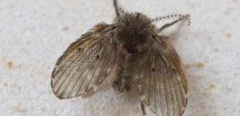 Mouches papillons : comment s'en débarrasser ?