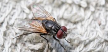 Comment se débarrasser de mouches dans une maison ?