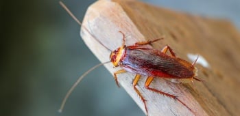 Cafards : quel prix pour une désinfection ?