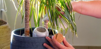 oyas-plante-ootravaux