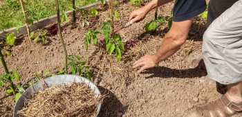 paillage-plantes-ootravaux