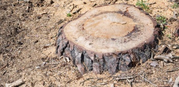 Les meilleures techniques pour enlever ou détruire une souche d'arbre
