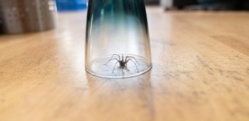 Les meilleures techniques pour éloigner les araignées de la maison