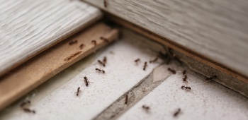 Les meilleures techniques pour se débarrasser des fourmis dans la maison