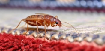Se débarrasser des puces dans une maison : les techniques