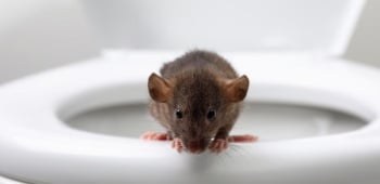 detecter-presence-souris