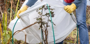 Plante recouverte pour l'hiver dans le jardin.