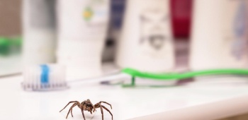 Araignée salle de bain