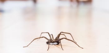 Araignée sur carrelage