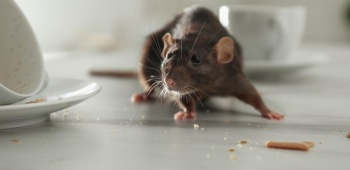 rat-sur-table