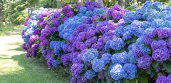 Hortensias-pelouse