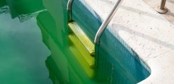 piscine eau verte