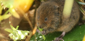 rat-taupier-grignote-feuille