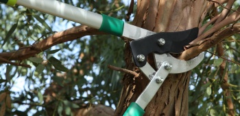 secateur coupe une branche d'arbre