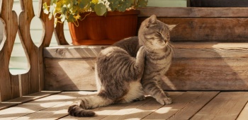 puces de parquet chez nos amis les chats