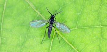 mouche-de-terre-feuille