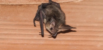 chauve souris dans les combles