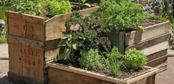 carré potager