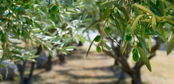 Oliviers dans un jardin