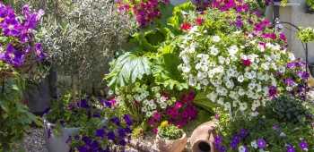 UNE-parterre-fleuri