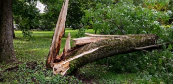 chute d'un arbre dans votre jardin que faire